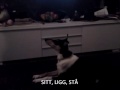 Korthårig collie tränar trix