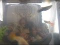 0506--Smoke on the Water       - Deep Perple -