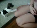 videos de more pups 006