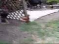 Chicken mating