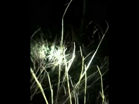 pcoy - 1st hunt of 2011.