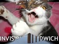 Lolcats Top Pics - Episode 1 Lolcats Top Pics - Episode 1