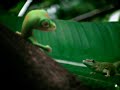 The GEICO Gecko Farts When Advertising