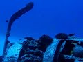 hawaii diving
