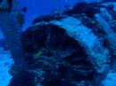 hawaii diving