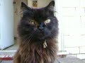 My cat  Hunter