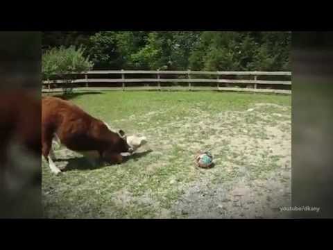 A vida secreta das vacas