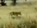 Wilk workowaty (Thylacine)