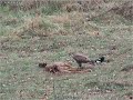 Buizerd en ekster Buizerd en ekster