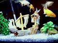 Lindo aquário decorado de água doce com kinguios coloridos e uma carpa. 