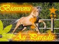 ب