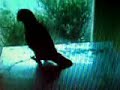 Perroquet danse la tecktonik Perroquet danse la tecktonik
