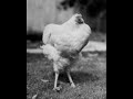 Tribute to Mike, the Wonder Headless Chicken - Staying Alive