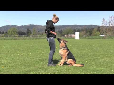 german shepherd