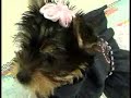 Two Teacup Yorkie Puppies Named Will and Jada Smith