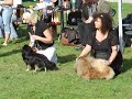 Brussels griffon handling
