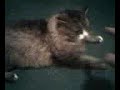 Bad Kittie