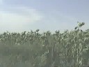 driving out of crow creek 2000 part II driving out of crow creek 2000 part II