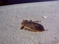 videos de Nancy Today: A katidid shell?