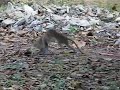 Monkey Madness! Monkey Madness!