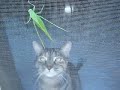 Sienna and The Katydid