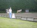 Dressage At Addington