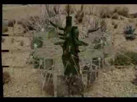 Baja Desert Cactuses and Flowers