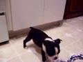 Boston Terrier video