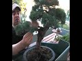 bonsai wiring
