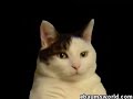 i\