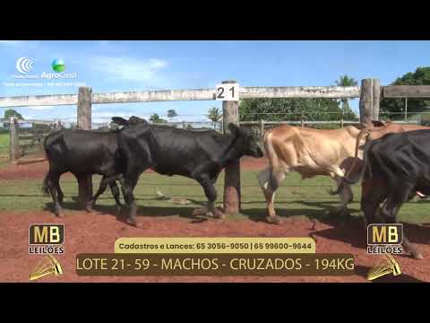 533� LEIL�O VIRTUAL MB LEIL�ES