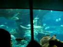 HongKong Ocean park 17