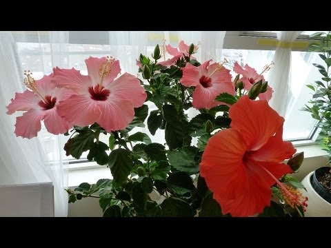 how to grow hibiscus plant