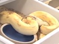 SnakeBytesTV- more feeding