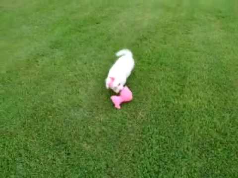 Franci..Cute Bichon Poodle girl..Sweet and Fluffy!!