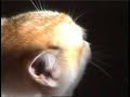 gendang silat kedah silat kucing