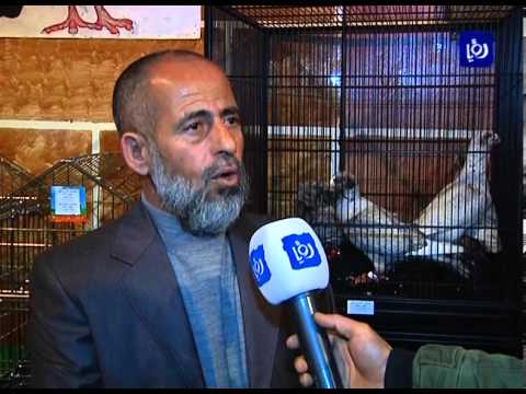 الاردن..طيور..حمام - مسابقات الجمال كثيرة ومتنوعة لكن الغريب ان يكون للحمام مسابقة لاختيار اجمل طائر. عدد من هواة تربية الطيور نظموا مسابقة لاختيار أجمل...