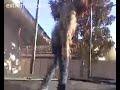 funny skateboarder  Kid finds safe way to prectice skateboard tricks  To the music of the Eurythmics Sweet Dreams A seasoned trampboarder shows off on a backyard trampoline  He does know some pretty intricate moves  and the video shows signs of being a professional one well edited  with a cameraman who can anticipate the stars moves  plus has knowledge of the song and synchronizing   see more at www extremeclips tv   skateboard  dont try this at home  trampoline  funny trick  trick rider  fun and jokes  trampboard  moves  fancy at www extremeclips tv