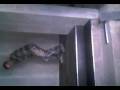 videos de grup D.A.C