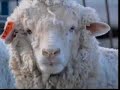 animal farm episode 1 part 8 of 10