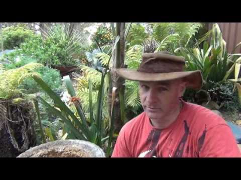 how to replant a pygmy palm