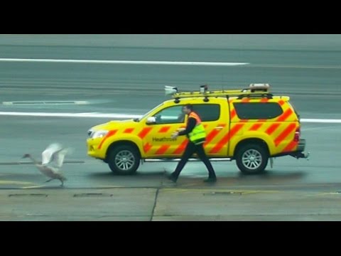 YouTube: ganso retrasó vuelos en el aeropuerto de Londres
