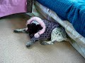 Phoebe - Fuzzy