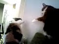 kitn and ilmari arguing