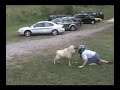 Funny goat