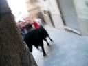 Bou Purisima 08 Ostres el Bou!
