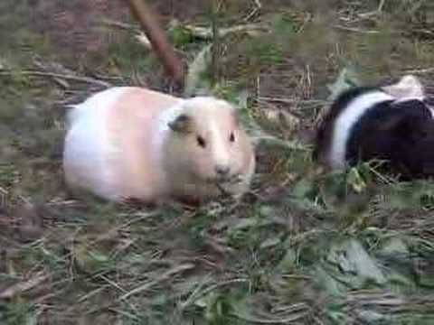 Pregnant cavy