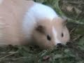 Pregnant cavy Pregnant cavy