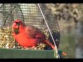 Bluebirds and other songbirds at feeders