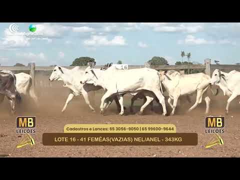 555� LEIL�O VIRTUAL MB LEIL�ES